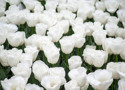 Photo White flowers